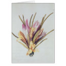 Search for saffron postcards Flower