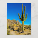 Search for cactus postcards North america