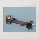 Search for otter postcards California