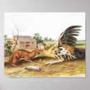 Search for weasel posters Wildlife