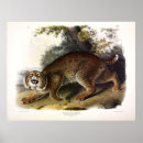 Search for lynx art Illustration