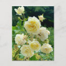 Search for rose postcards Yellow