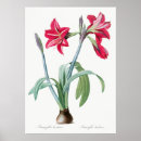 Search for amaryllis art Vintage