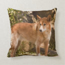 Search for dingoes Canine