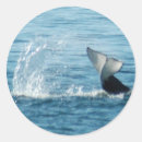 Search for whale tail stickers Wildlife