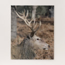 Search for red deer puzzles Antlers