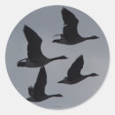 Search for canadian geese stickers Waterfowl