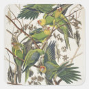 Search for parakeet stickers Illustration