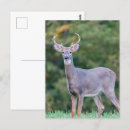 Search for deer buck postcards Landscape
