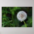 Search for purebred posters Nature