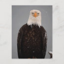Search for eagle bird postcards Portrait