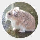 Search for hammie stickers Cute