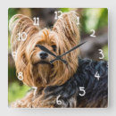 Search for yorkshire terrier art Cute