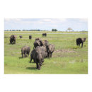 Search for migrator art Wildlife