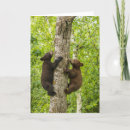 Search for bears climbing trees postcards Gordon illg