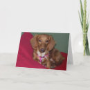 Search for doxies photography Pet