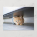 Search for cute baby animals postcards Fluffy