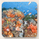 Search for structure coasters Animal