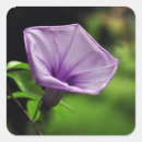 Search for purple and green stickers Nature
