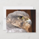 Search for falcone cards Birds of prey
