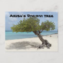 Search for aruba postcards Nature