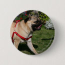 Search for harness badges Dog