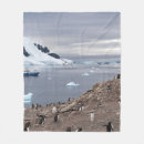 Search for penguin blankets Nature