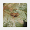 Search for will be toad magnets Amphibian