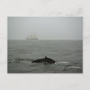 Search for humpback postcards Marine life