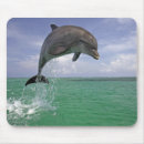 Search for jumping dolphin mouse mats Wild