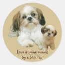 Search for shih tzu stickers Shitzu