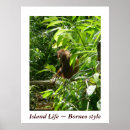 Search for borneo posters Wildlife