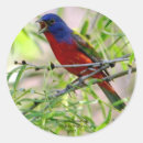 Search for painted bunting stickers Texas