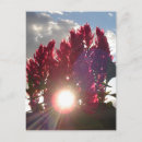 Search for flame red postcards Floral