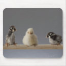 Search for around electronics Bird watching