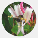 Search for honeysuckle stickers Nature