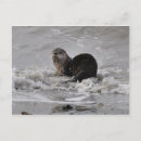 Search for river otters postcards Wildlife
