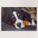 Search for pet photo puzzles Family fun