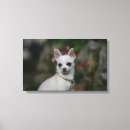 Search for chihuahua dog canvas prints White