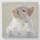 Search for squirrel coasters Animal