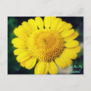 Search for you are my sunshine postcards Flower
