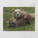 Search for bear postcards mother and baby