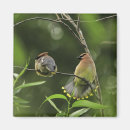 Search for feathered birds magnets Avian