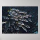 Search for snapper posters Fish