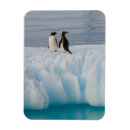 Search for steve magnets Animal