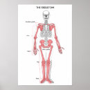 Search for human skeleton art Skeletal
