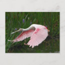 Search for roseate postcards Nature