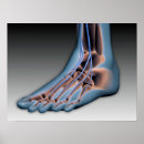 Search for ankles posters Medical