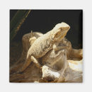 Search for bearded dragon magnets Nature