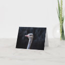 Search for funny face photo cards Animal